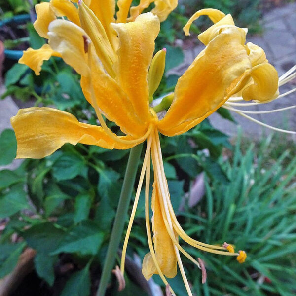 Lycoris, Golden Spider Lily (Yellow, Pack of 5 Bulbs)