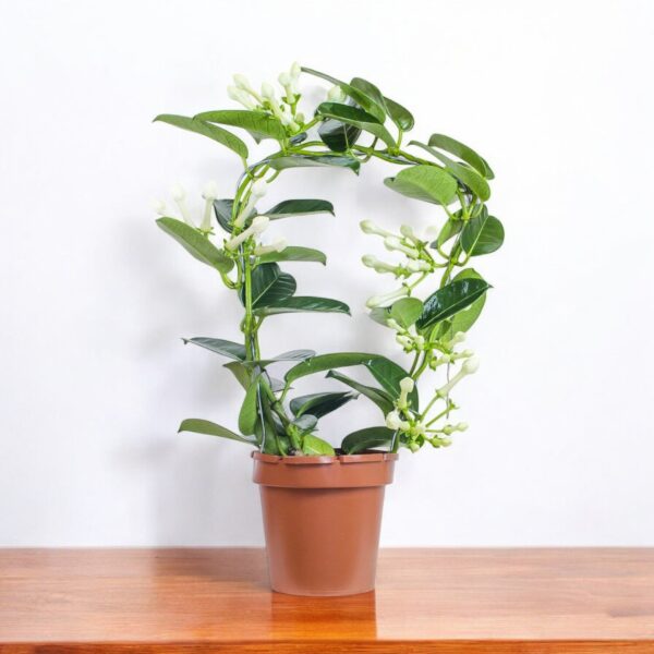 Madagascar Jasmine Plant (2-3 Feet Height) - Stephanotis floribunda