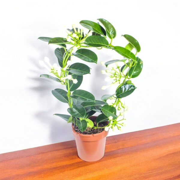 Madagascar Jasmine Scented Plant (small) - Stephanotis floribunda Plant