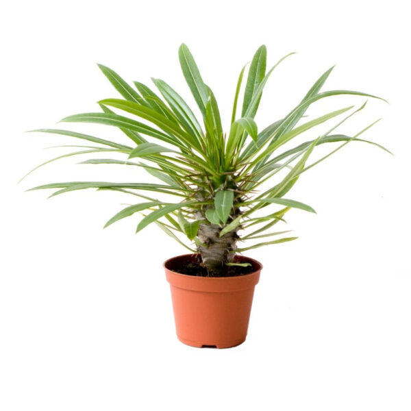 Madagascar Palm "Pachypodium Lamerei" Plant