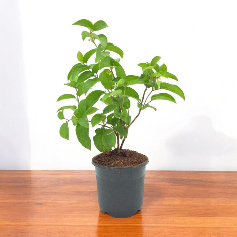 Madhunashini Plant | Gurmar Plant | Podapatri | Gymnema sylvestre