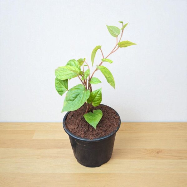 Maghai Paan Plant - Betel leaf Plant