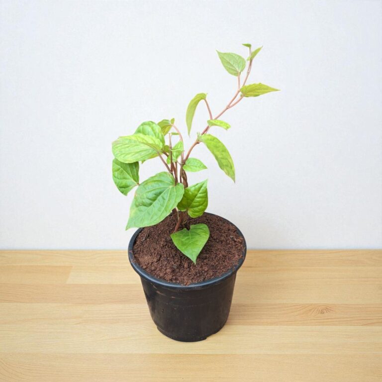 Maghai Paan Plant - Betel leaf Plant