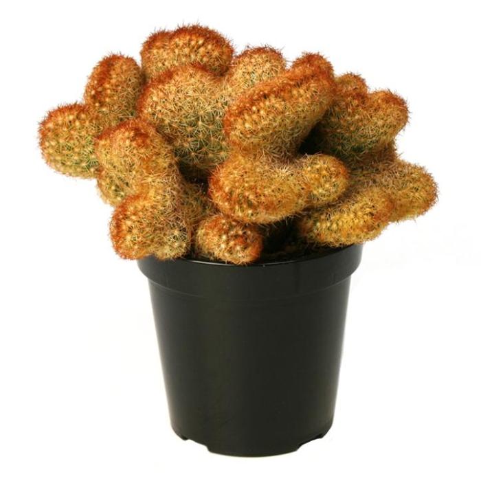 Mammillaria Elongata Cristata Cactus Plant