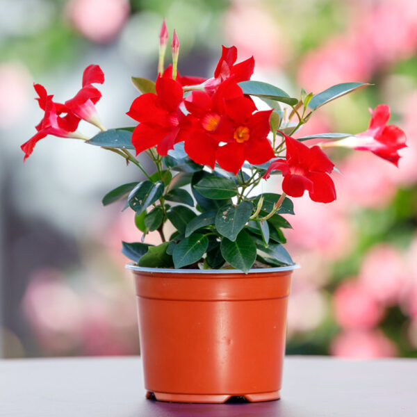 Mandevilla Red Plant