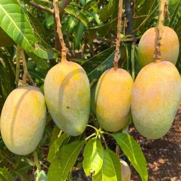 Mango Kesar Plant (Grafted) - Hybrid Fruit Plant