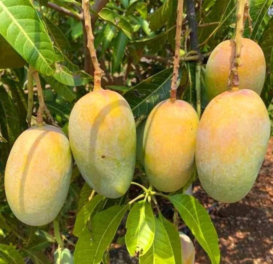 Mango Kesar Plant (Grafted) - Hybrid Fruit Plant Mango Kesar Plant (Grafted) - Hybrid Fruit Plant