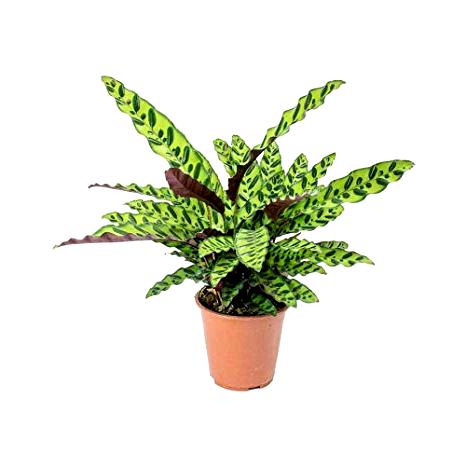Marantha Lancifolia Plant - Maranta, Calathea Lancifolia, Calathea Rattlesnake