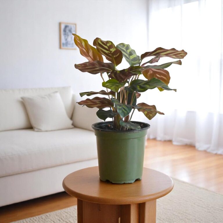 Marantha Makoyana Plant - Maranta, Calathea Makoyana