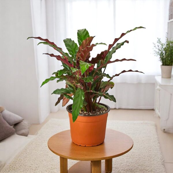 Marantha Rufibarba Plant - Calathea Rufibarba, Velvet Calathea