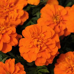 Marigold Nana Patula Orange seeds - omaxe seeds
