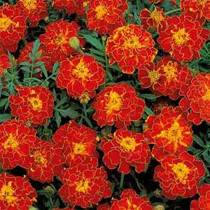 Marigold Nana Patula Red Seeds - omaxe seeds