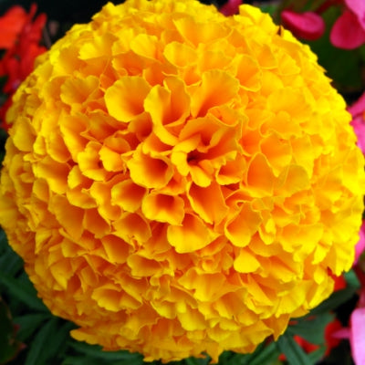 Marigold Nana Patula Yellow seeds - omaxe seeds