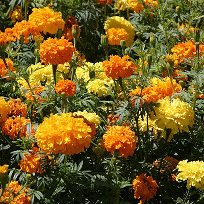 Marigold Rodeo Royal Mix Seeds - omaxe seeds