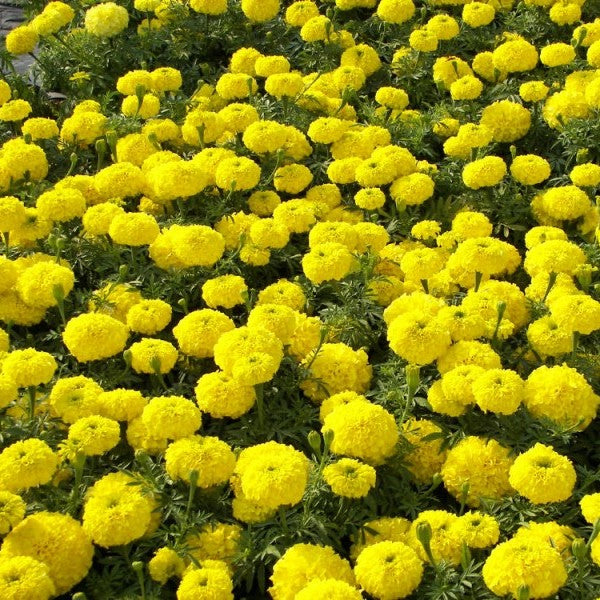 Marigold Tagetes erecta F2 Dwarf Yellow Seeds - omaxe seeds