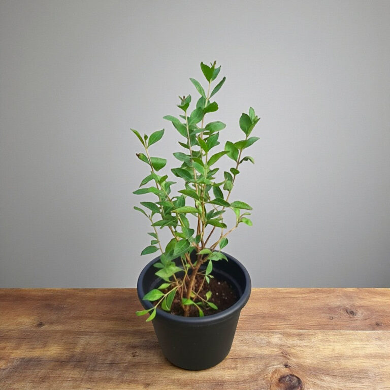 Mehandi, Henna, Mehndi, Heena Plant