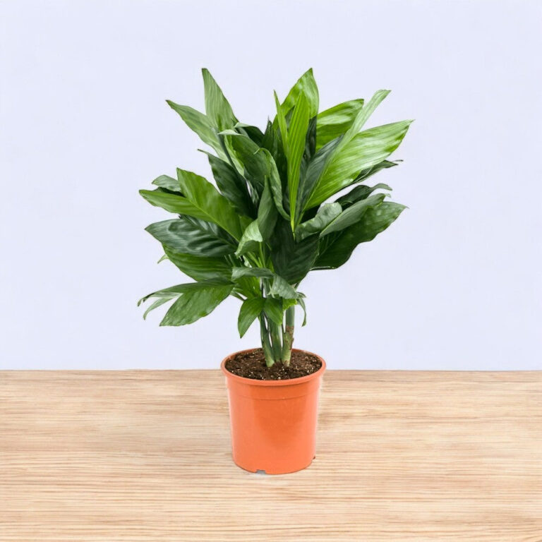 Metallica Palm - Metal Palm, Fishtail Palm