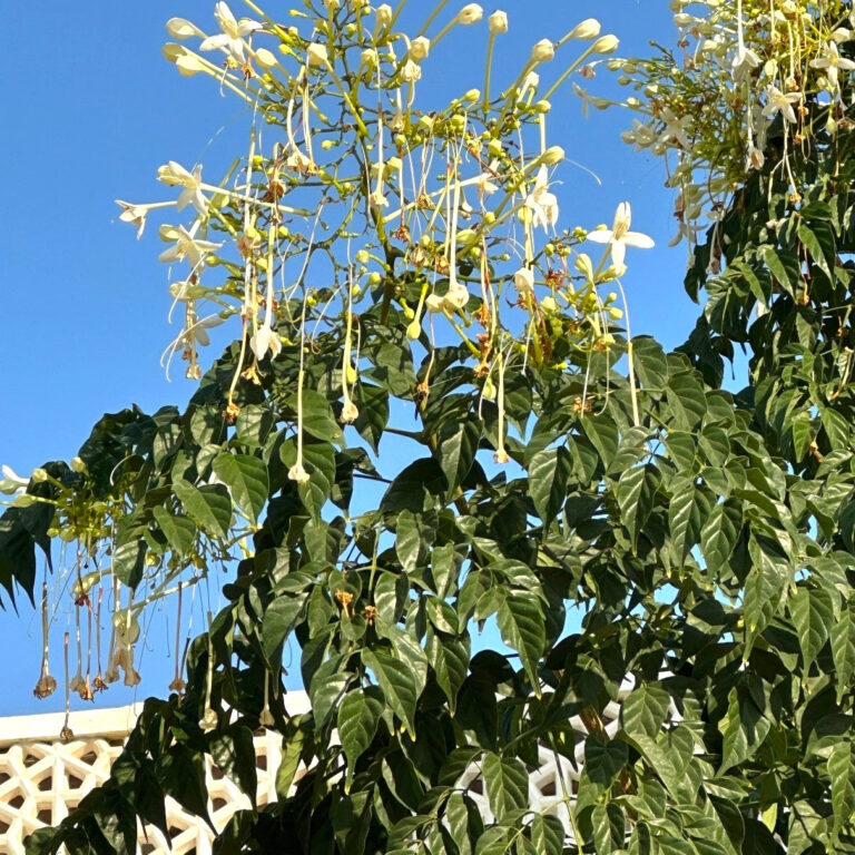 Millingtonia Hortensis - Indian Cork Tree