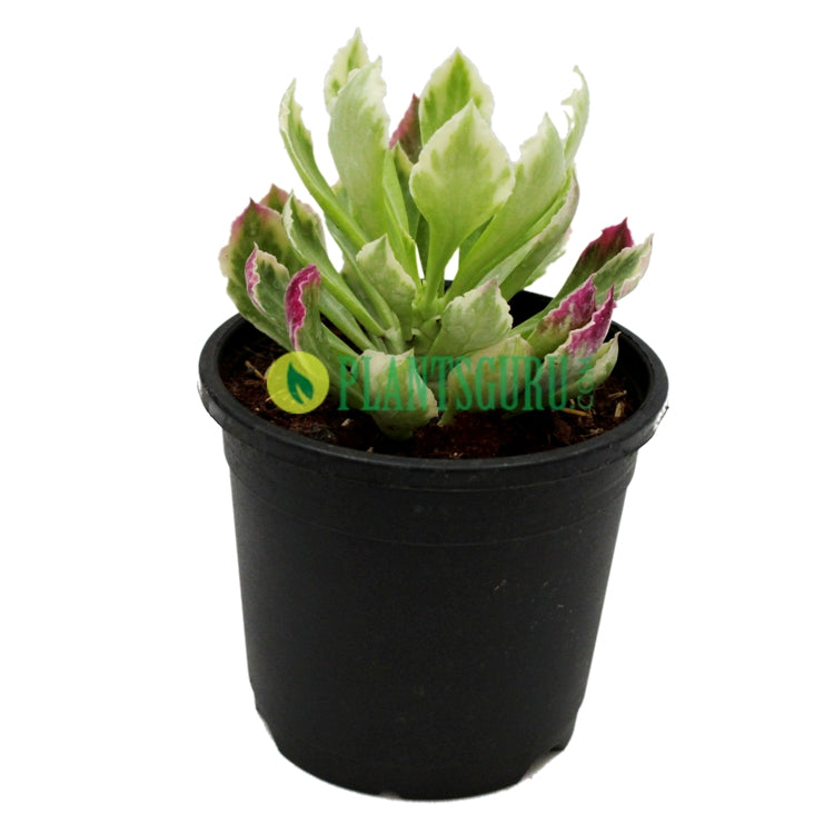 monadenium-stapelioides-variegated Plant monadenium-stapelioides-variegated Plant