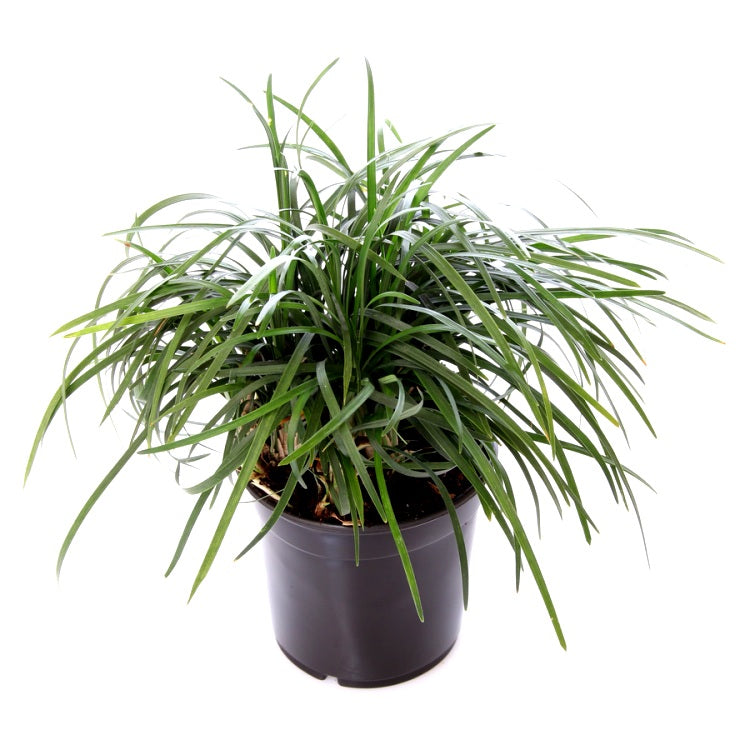Monda Grass Plant - Monkey Grass Monda Grass Plant - Monkey Grass