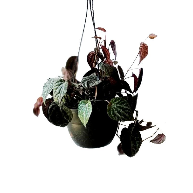 Money Plant Black with Hanging Basket Money Plant Black with Hanging Basket