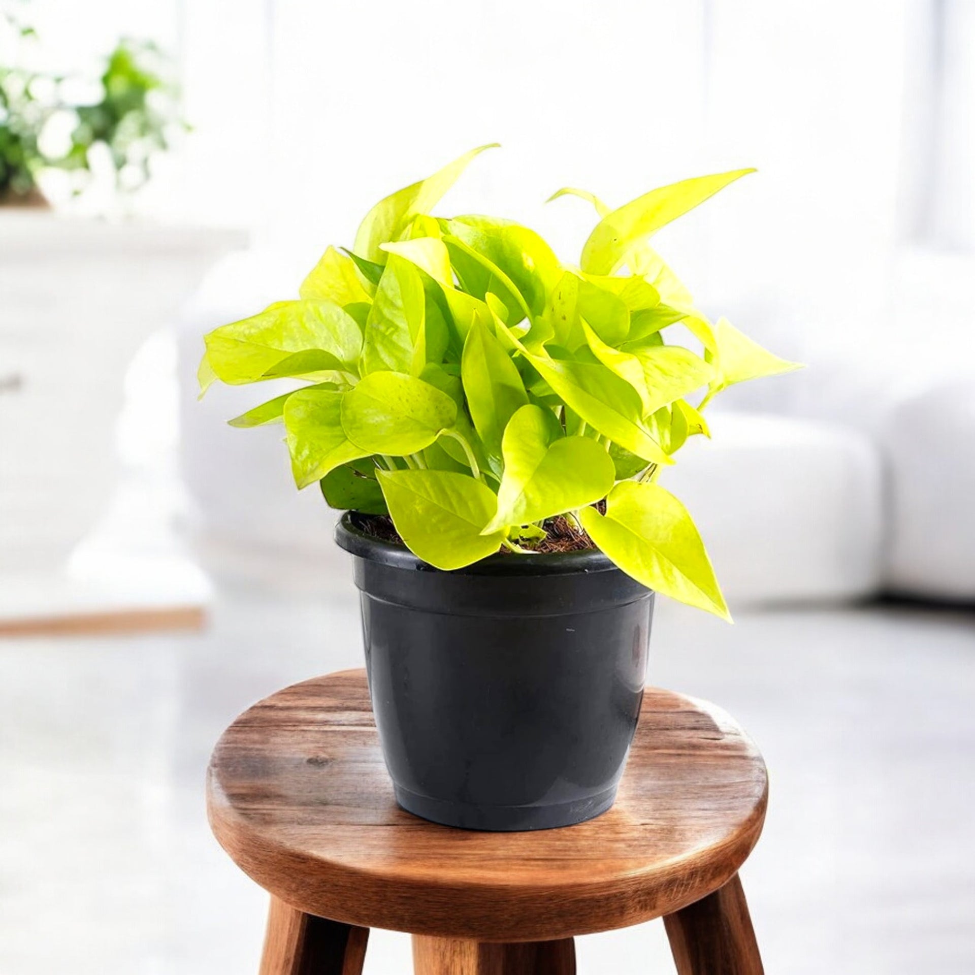 Money Plant Golden - Good Luck Plant Money Plant Golden - Good Luck Plant