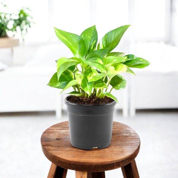Money Plant Green - Good Luck Plant