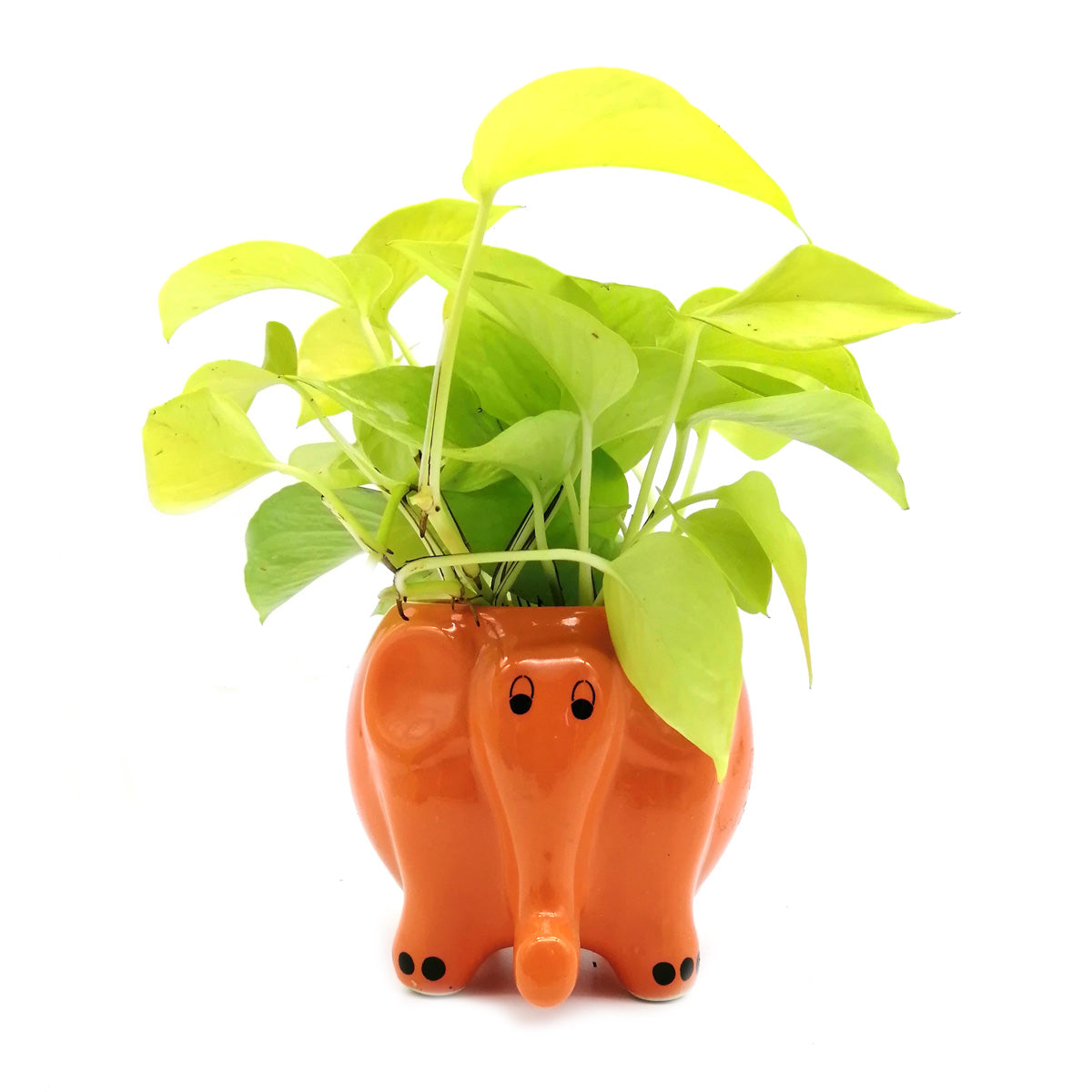 Money Plant in Orange Elephant Ceramic Pot Money Plant in Orange Elephant Ceramic Pot