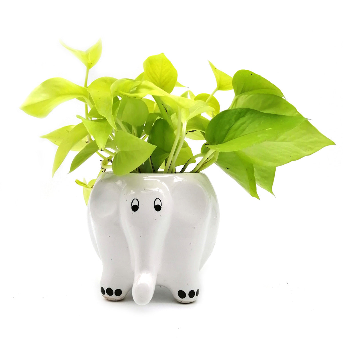 Money Plant in White Elephant Ceramic Pot Money Plant in White Elephant Ceramic Pot