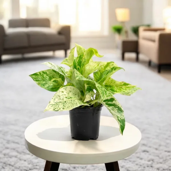 Money Plant Marble Queen - Indoor Plant