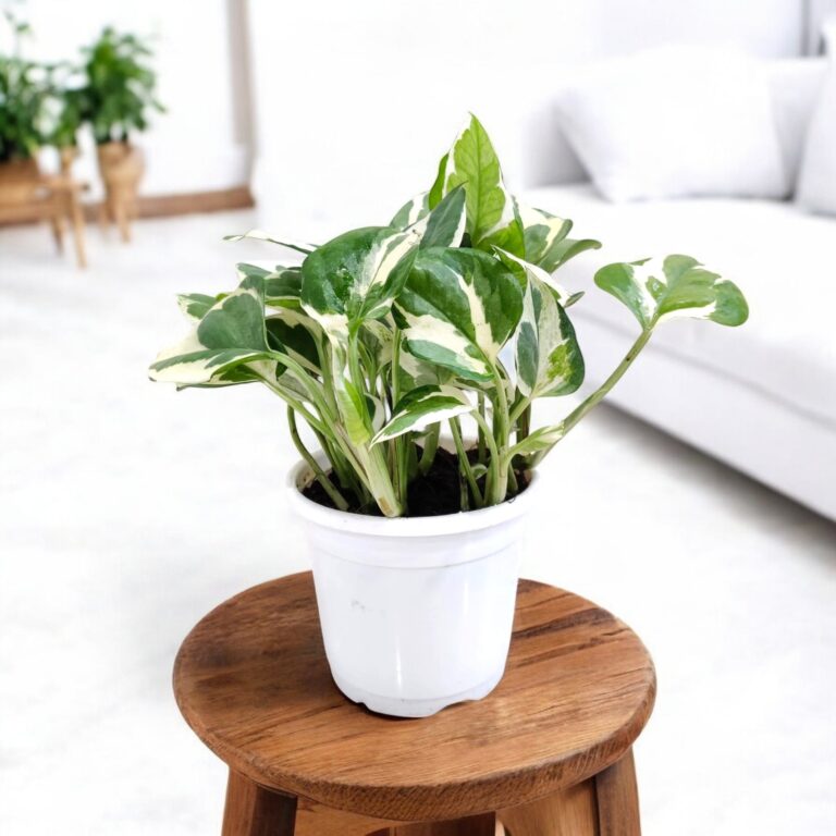 Money Plant Variegated - Scindapsus