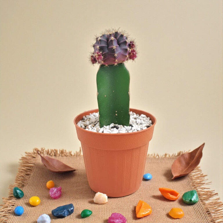 Moon Cactus Black - Grafted