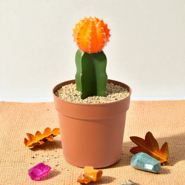 Moon Cactus Orange - Grafted