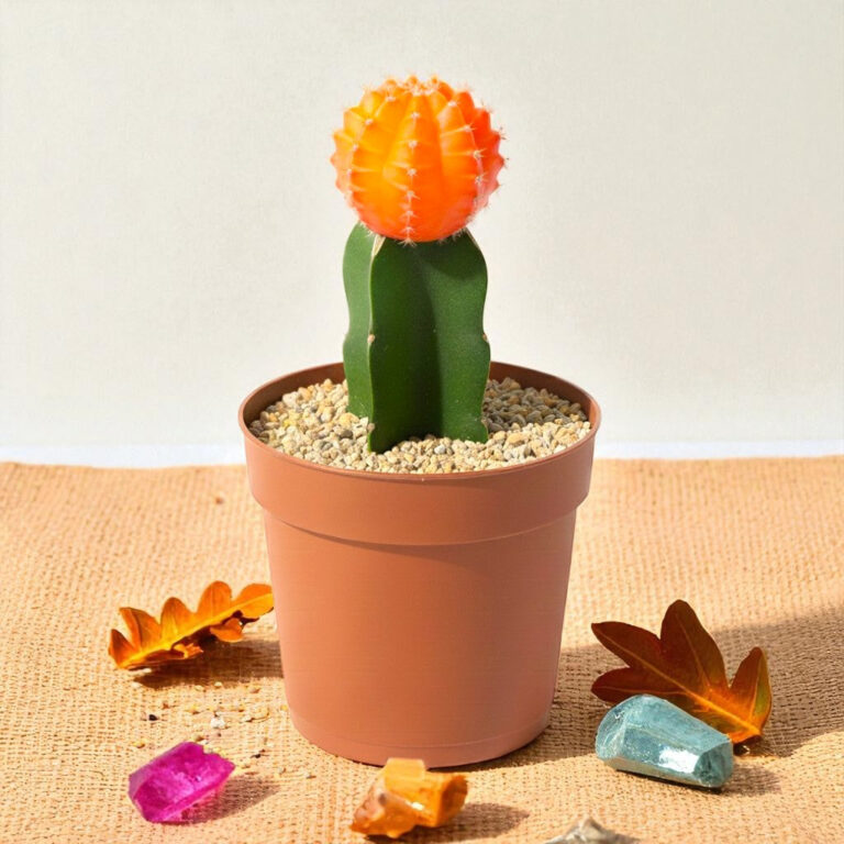 Moon Cactus Orange - Grafted
