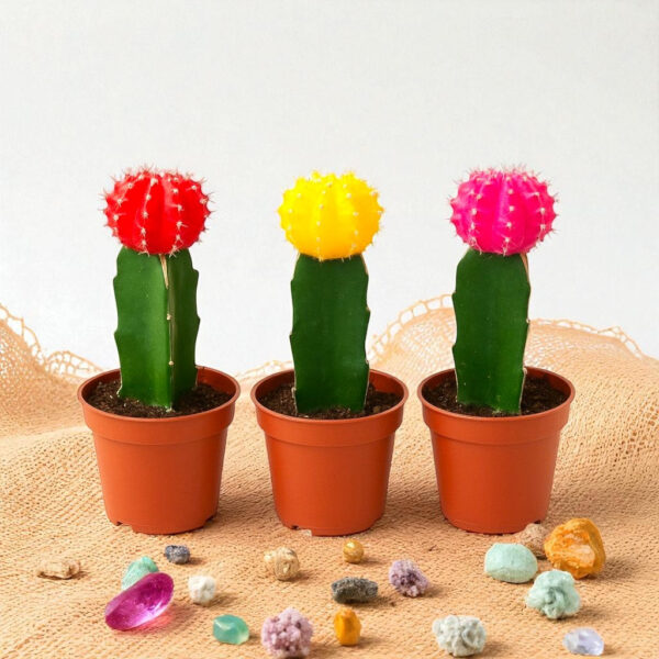 Moon Cactus – Pack of 3 | Assorted Colors (Any 3 Available)