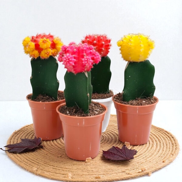Moon Cactus – Pack of 4 | Assorted Colors (Any 4 Available)