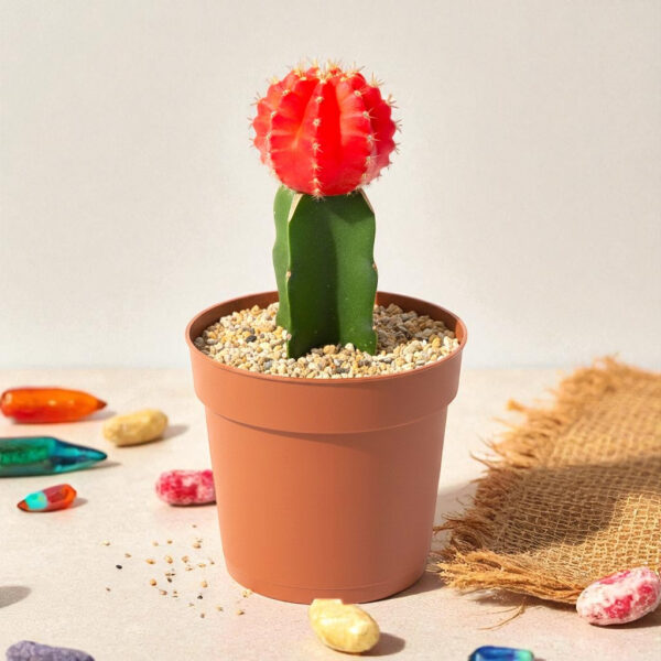 Moon Cactus Red - Grafted