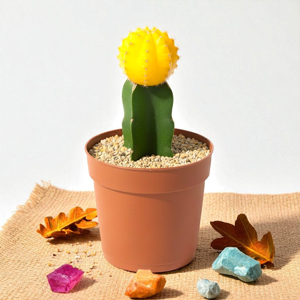 Moon Cactus Yellow - Grafted Moon Cactus Yellow - Grafted