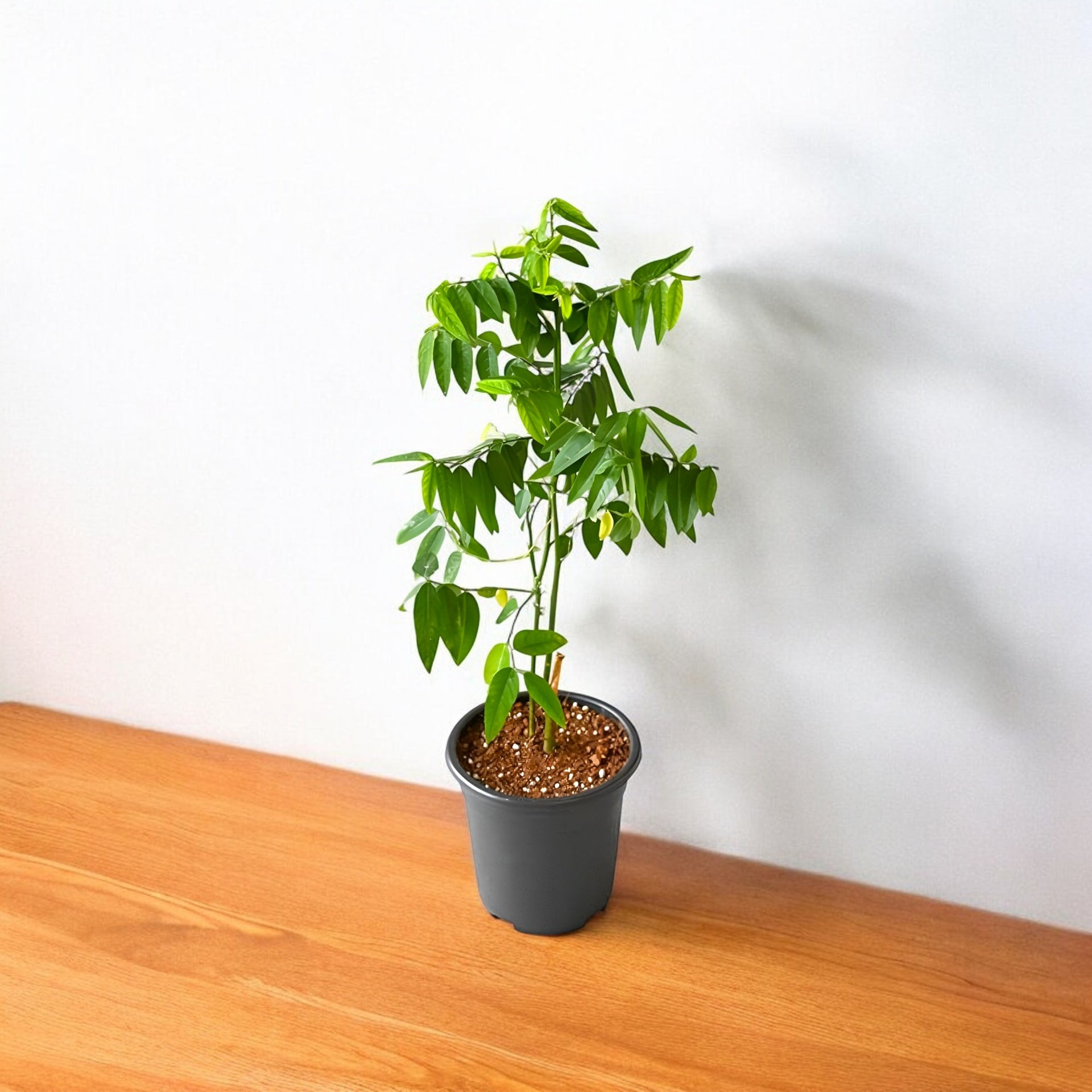 Multivitamin Plant - Thavasi Keerai (Chakramuni plant) Multivitamin Plant - Thavasi Keerai (Chakramuni plant)