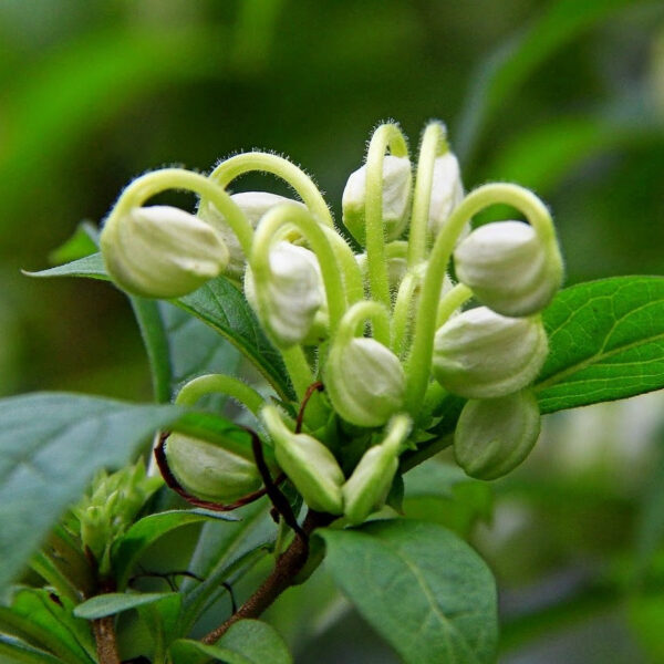 Musical Note Plant - Clerodendrum incisum, Rotheca microphylla