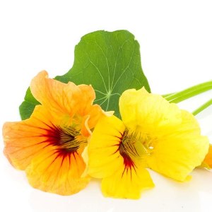 Narstartium Golden Yellow Seeds - omaxe seeds