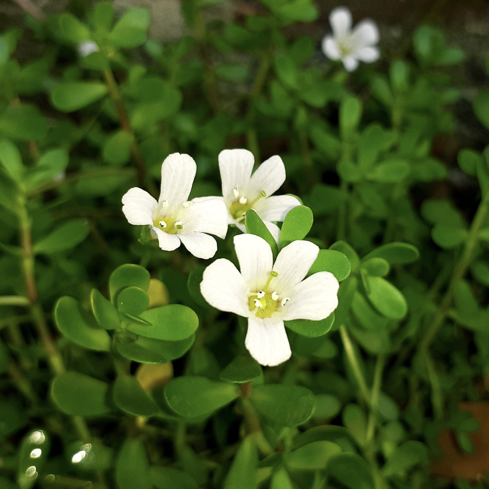 Neer Brahmi Plant - Bacopa Monnieri Neer Brahmi Plant - Bacopa Monnieri