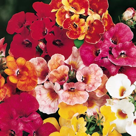Nemesia Carnival Mixed Seeds - omaxe seeds