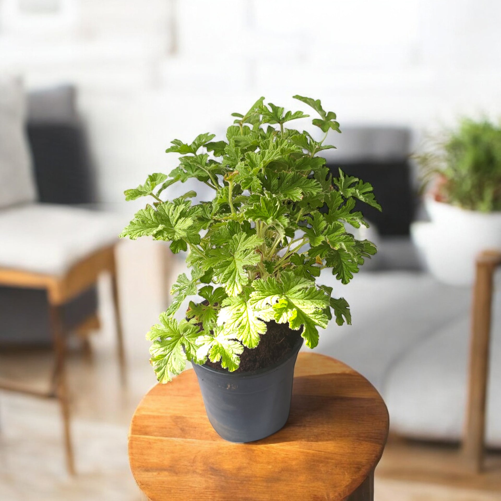 Odomos Plant - Medicinal Geranium - Mosquito Repellent Plant Odomos Plant - Medicinal Geranium - Mosquito Repellent Plant