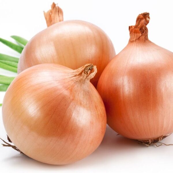 Onion Improved Gavran seeds - omaxe seeds