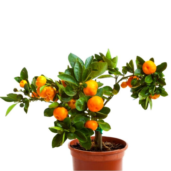 Ornamental Orange Green Plant