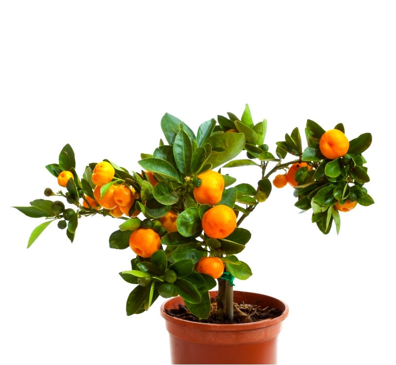 Ornamental Orange Green Plant Ornamental Orange Green Plant