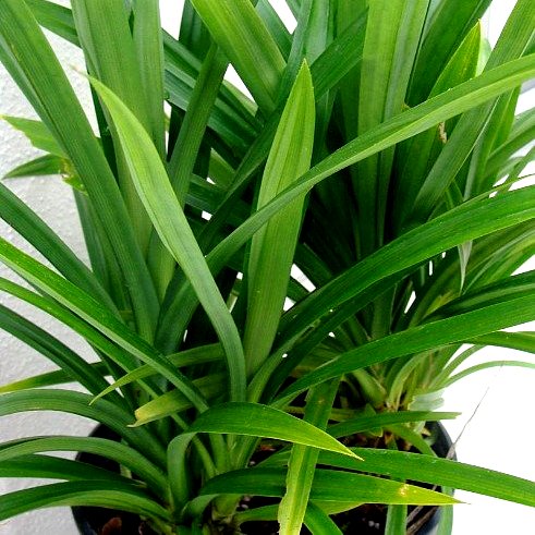Pandanus Amaryllifolius Plant - Pandan Plant, Rambha Plant, Basmati Plant