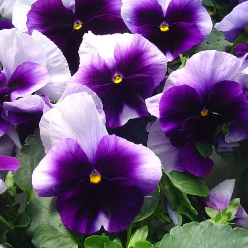 Pansy F1 Beconsifield (100 seeds) - omaxe seeds
