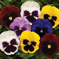 Pansy F1 Blotch Mixed Seeds - omaxe seeds